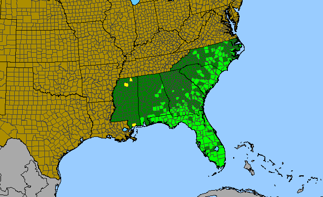 The range of Lobelia glandulosa